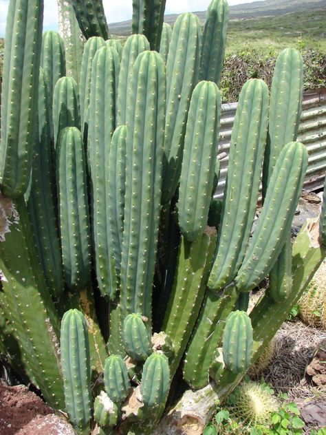 San Pedro Cactus, San Pedro Cacti, Cactus Seeds, Cactus Planta, Small Nurseries, Cactus Succulents, Cactus Garden, Cactus Flower, Succulent Plants