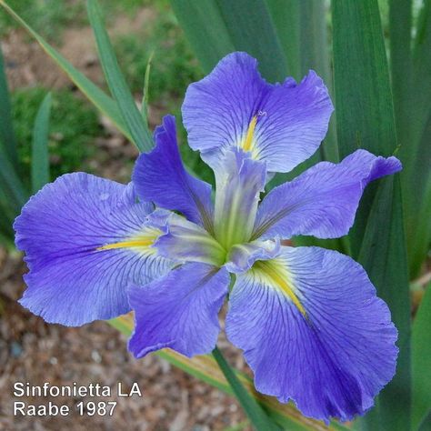 Plant database entry for Louisiana Iris (Iris 'Sinfonietta') with 10 images, one comment, and 20 data details. Iris Flowers Garden, Vegetable Planting Calendar, Louisiana Iris, Planting Calendar, Garden Calendar, Plant Information, Edible Landscaping, Plant Combinations, Plant List