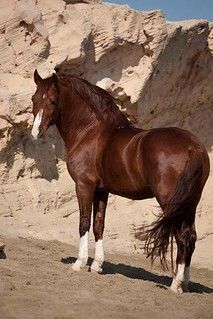 screensaver horse | Ketty Schott | Flickr Horse Wallpaper, Most Beautiful Horses, Most Beautiful Animals, Majestic Horse, Horses And Dogs, Brown Horse, All The Pretty Horses, Horse Crazy, Limassol