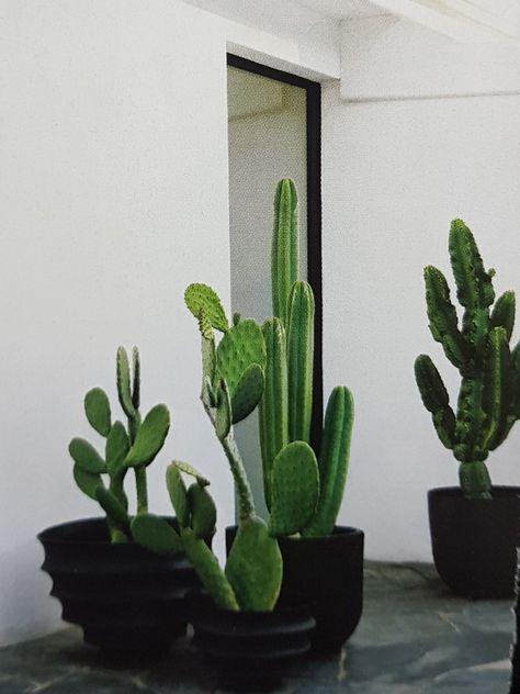 Large Indoor Cactus Plants, Potted Cactus Indoor, Cactus Garden Outdoor Pots, Large Indoor Cactus, Cactus In Pots Outdoor, Cactus Indoors, Cactus In Pot, Indoor Cactus Plants, Potted Plants Patio