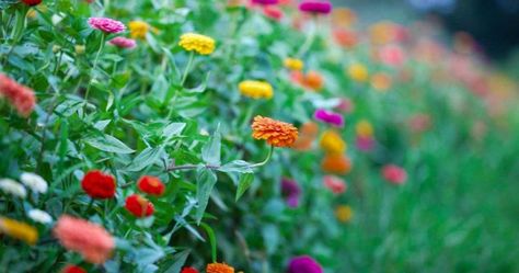 Growing Cut Flowers: 9 of The Best for North Texas Horticulture Education, Texas Plants, Zinnia Garden, Growing Cut Flowers, Cut Flower Farm, Succession Planting, Starting Seeds Indoors, Texas Gardening, Flower Farmer