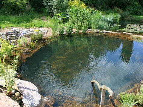 Prefer a rustic look? gartenART designers installed this cool pool in Herts in the UK in 2007. Don't you want to dip your toes in?  - GoodHousekeeping.com Filtering Water, Swimming Pool Pond, Natural Swimming Ponds, Green Pool, Small Pond, Swimming Pond, Natural Pond, Natural Swimming Pools, Natural Swimming Pool