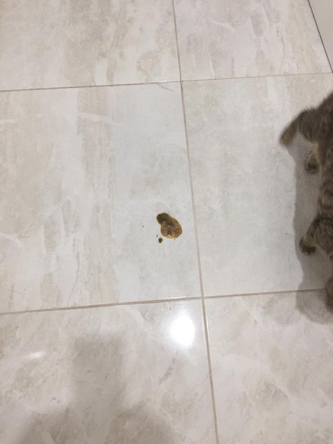 I'm not sure this goes here but my dad found this when he woke up? Can anyone help? Is it vomit or diarrhea? Feline Animals, Pets Funny, Cats Cute, About Cats, Cute Kittens, My Dad, Animals Pets, When He, Wake Up