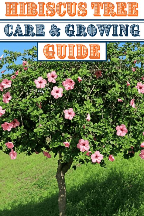 Hibiscus Tree Potted Hibiscus Tree, Hibiscus Plant Care Winter, Hardy Hibiscus Care, Hibiscus Properties, How To Harvest Hibiscus Seeds, Hibiscus Tree Care, Hibiscus Shrub, Growing Hibiscus, Hibiscus Tree