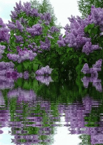 Violent Flowers GIF - Violent Flowers Lake - Discover & Share GIFs Lilac Tree, David Attenborough, Have Inspiration, Lilac Flowers, Flowering Trees, Dream Garden, Love Flowers, Amazing Nature, Nature Pictures