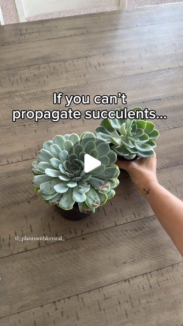 Propogate Succulents, Replanting Succulents, Repotting Succulents, Propagate Succulents From Leaves, Succulent Cuttings, Propagating Succulents, Growing Succulents, The Hardest Part, Replant