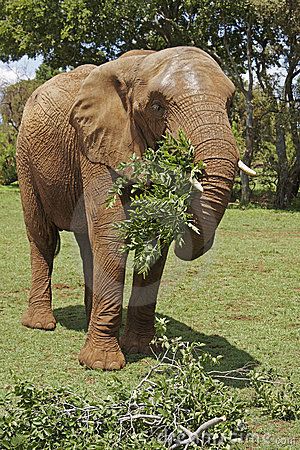 African Elephant eating leafy branches by Jlindsay, via Dreamstime Animals Name List, Elephant Eating, Brookfield Zoo, Land Animals, Elephant Walk, Animal Action, Wild Elephant, Elephant Sanctuary, Elephant Trunk