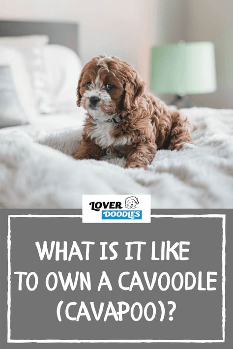 Cavapoo Full Grown, Cavoodle Dog, Doodle Dog Breeds, Poodle Rescue, Dogs Are The Best, Allergic To Dogs, Spaniel Breeds, Puppy Stuff, Dog Rooms