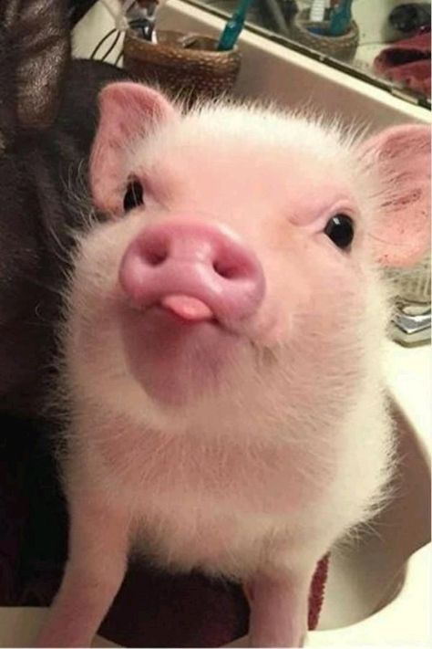 Cute Piglets, Baby Farm Animals, Cute Animals Puppies, Funny Animal Photos, Pet Pigs, Baby Animals Pictures, Baby Pigs