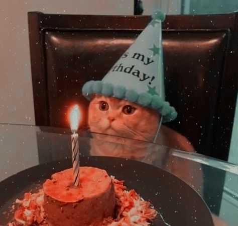 A Cat, Cake, Birthday, Instagram