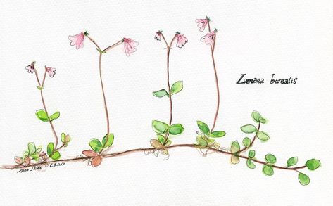 Linnea Borealis, Linnea Flower, Linnaea Borealis, Twin Flower, Botanical Minimalist, Dainty Tattoos, Color Techniques, Straight Forward, Botanical Drawings