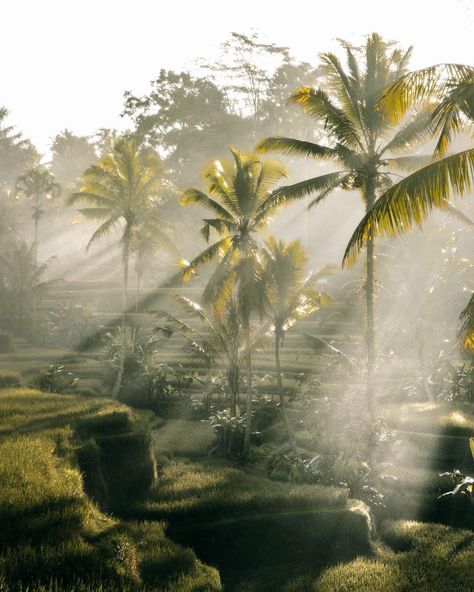 Bali Travel, Beautiful Morning, Morning Light, Nature Aesthetic, Ubud, Of Wallpaper, Beautiful Destinations, Beautiful Landscapes, Mother Nature