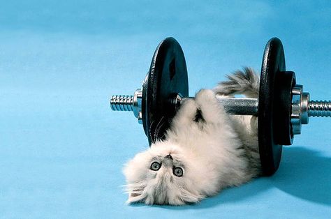 22 Olympic Sports Cats Could Definitely Excel At --- Going for the gold never looked so cute. --- Click through Kitten Wallpaper, Cat Exercise, Funny Cat Wallpaper, Sweet Kitty, Funny Wallpaper, Animal Pics, Kittens Funny, Amazing Animals, Cat Wallpaper