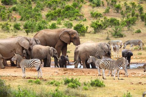 Addo Elephant National Park is the third largest national park in South Africa. South Africa Road Trips, Tsitsikamma National Park South Africa, Mossel Bay, Elephant Park, South Africa Big 5 Animals, Elephant In Forest, Pinnawala Elephant Orphanage, Port Elizabeth, Elephant Nature Park