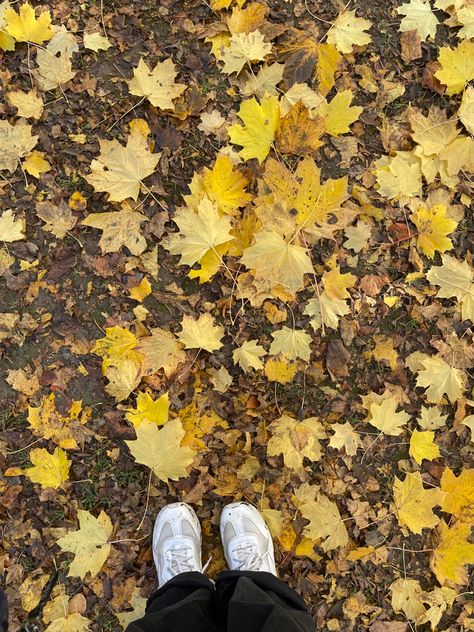 Yellow Orange Aesthetic, Autumn Leaves Photography, Orange Aesthetic, Fall Inspo, Yellow Aesthetic, Winter Aesthetic, Autumn Aesthetic, Autumn Photography, Creative And Aesthetic Development