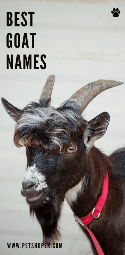 Girl Names Ideas, Goat Names, Goat Pun, Nigerian Goats, Goat Pen, Mini Goats, Disney Names, Female Goat, Pet Goat