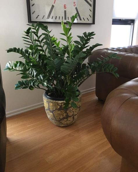 Elsk Botanical on Instagram: “Isn't this giant Zanzibar stunning?! Thanks to a lovely client for sharing this photo of how well this ZZ is doing in her home 🏡. Plants +…” Large Zz Plant, Large Indoor Plants, Home Plants, Plants Ideas, Zz Plant, Bedroom Cottage, Plants Decor, House Plants Decor, Dream Garden