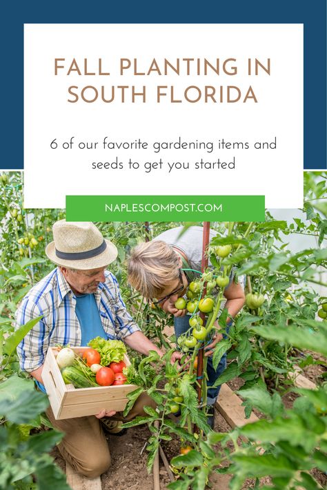 Fall Garden In Florida, Florida Fall Garden, Fall Gardens, Florida Fall, Fall Garden, Fall Plants, Autumn Garden, South Florida, Apple Cider