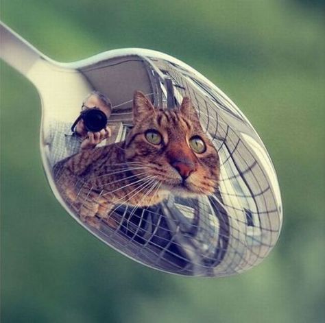 Cat Spoon, Reflection Photos, Reflection Art, Reflection Photography, Curious Cat, Cat Photography, A Mirror, Funny Animal Pictures, Crazy Cat Lady