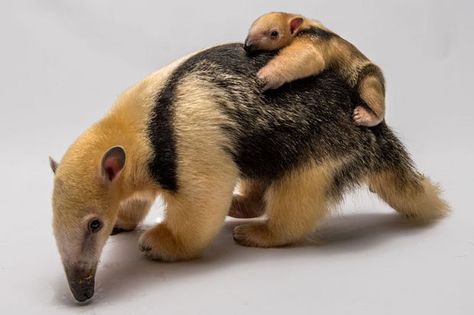 Baby Tamandua Anteater and Mama Ant Eater, Lioness And Cubs, Baby Gorillas, Baby Koala, Baby Sloth, An Animal, Wild Animals, Beautiful Creatures