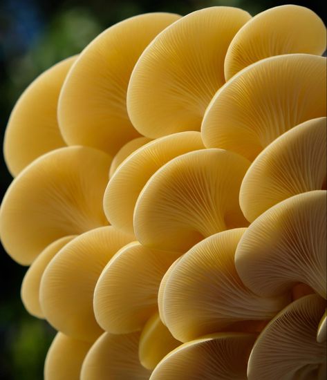 Yellow mushrooms Yellow Mushroom Aesthetic, Yellow Mushroom, Pale Yellow, Button Flowers, Deep Red, Beautiful Nature, Sunflower, Stuffed Mushrooms, Yellow