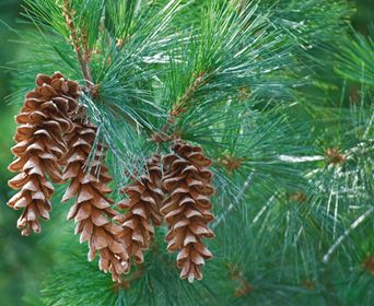 Pine Needle Tea, White Pine Cone, Fast Growing Evergreens, White Pine Tree, Eastern White Pine, Herbal Tinctures, Wild Harvest, Herbal Infusion, Red Blood Cells