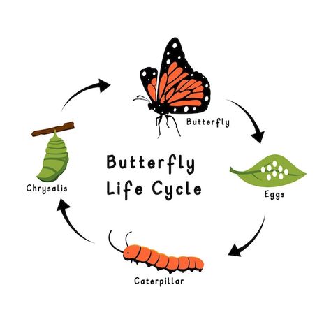 Background With Frame, Metamorphosis Art, Cycle Drawing, Butterfly Metamorphosis, Butterfly Chrysalis, Pub Design, Islamic Background, Butterfly Life Cycle, Butterfly Quilt