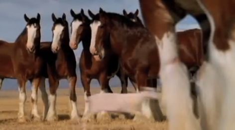 Hilarious Budweiser Commercial Stars Famous Clydesdales… And One Streaking Sheep Clydesdale Horses Budweiser, Budweiser Commercial, Clydesdale Horse, Horse Dance, Horse Beautiful, Funny Horse Videos, Budweiser Clydesdales, Clydesdale Horses, Andalusian Horse