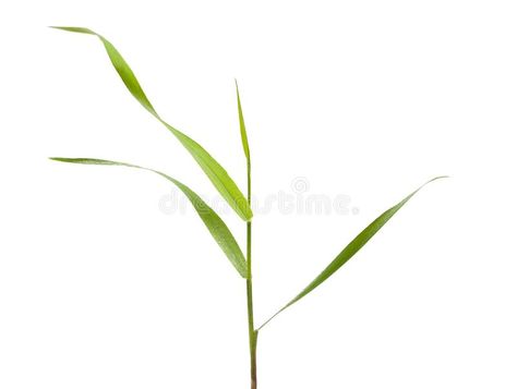 Blade of grass isolated on white. Green blade of grass - isolated , #AD, #isolated, #grass, #Blade, #blade, #Green #ad Grass Drawing, Background Watercolor, White Stock, Design Display, Design Background, Tattoo Inspo, Watercolor Background, Display Ideas, Flower Beds