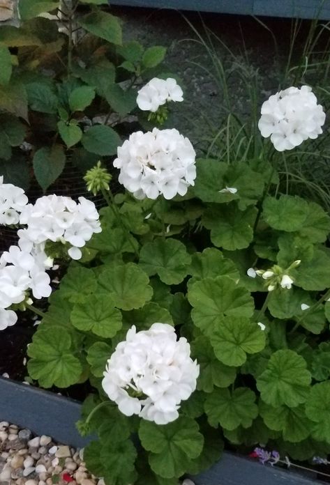 Geranium White, White Geraniums, Summer Planter, Round Garden, Geranium Flower, Plant Ideas, Summer Cottage, Home Landscaping, Free Plants