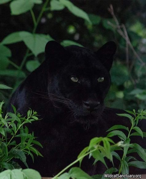 Black Jaguar Animal, Jaguar Panther, Panther Pictures, Panther Cat, Jaguar Animal, Black Jaguar, Exotic Cats, Black Panthers, Animal Wallpaper