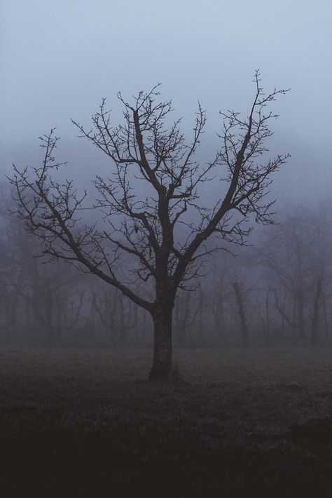 Instagram Eyes Staring, Poison Tree, Wide Eyes, Tap Tap, Silver Mist, Laying In Bed, Body Photography, Nice Places, A Court Of Mist And Fury