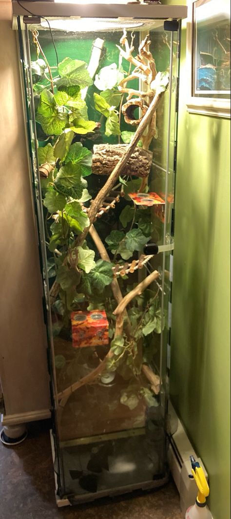 Ikea Reptile Enclosure, Geko Lizard Enclosure, Crested Gecko Plants, Leachie Gecko Enclosure, Diy Jumping Spider Hide, Crested Gecko Tank, Leachie Gecko, Crested Gecko Vivarium, Chameleon Terrarium