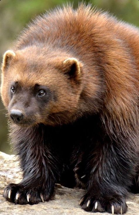 Wolverine Animal, Antarctic Animals, North American Animals, Wild Animals Pictures, Honey Badger, Animal References, Animals Pictures, Animal Wildlife, Favorite Animals