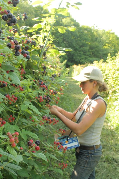 Black Raspberries, Black Caps, Black Raspberry, Fruit Plants, Beautiful Flowers Wallpapers, Tree Farm, Tree Farms, Black Cap, Permaculture