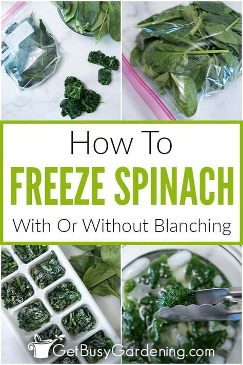 Have you ever wondered what's the best way to freeze spinach? In this article you will learn several ways to do it in just a few simple steps and with minimal materials. You will also learn how to choose the best process for your needs depending on how you plan to use it. After following my tips you will learn how easy it is to freeze for future use. Frozen spinach is a wonderful addition to common meals, soups, smoothies and more! Freezing Spinach, How To Store Spinach, Freeze Spinach, Homemade Protein Shakes, Bacon Zucchini, Freezing Vegetables, Freezing Fruit, Frozen Veggies, Spinach Recipes