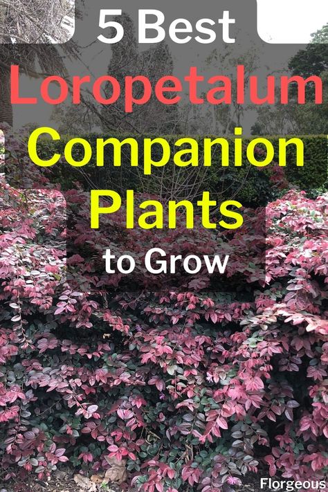 Loropetalum Companion Plants Ruby Loropetalum Shrub, Purple Diamond Loropetalum, Chinese Fringe Flower Shrub Landscaping, Chinese Fringe Flower Shrub, Purple Daydream Loropetalum, Jazz Hands Loropetalum, Cerise Charm Loropetalum, Lorapetulam Landscaping, Lorapedulum Landscaping