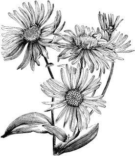 Aster Amellus Bessarabicus Daisy Flower Drawing, Aster Tattoo, Aster Flower Tattoos, Flower Tattoo Drawings, September Flowers, Columbine Flower, Tattoo Flowers, Aster Flower, Birth Flower Tattoos