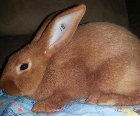 New Zealand Red Rabbit, Mini Rex Rabbit, Meat Rabbits, Red Rabbit, Raising Rabbits, Rabbit Breeds, Bunny Bunny, Rex Rabbit, Cute Bunny