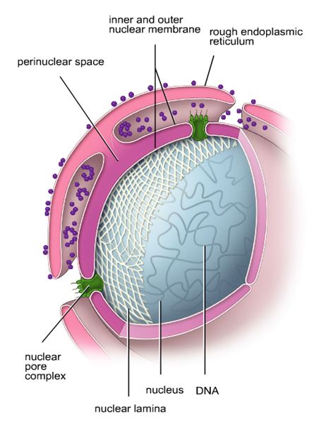 An essential component of metazoan cells. Next to providing mechanical support to the Nucleus, its involved in most nuclear activities including: DNA replication, DNA repair, RNA transcription, chromatin organization, cell cycle regulation, cell development and differentiation, nuclear migration, and apoptosis. Its composed of intermediate filaments and membrane associated proteins. Levels Of Organization Biology, Nuclear Membrane, Branches Of Science, Dna Replication, Biology Facts, Medical Wallpaper, Cell Cycle, Biology Art, Biology Teacher