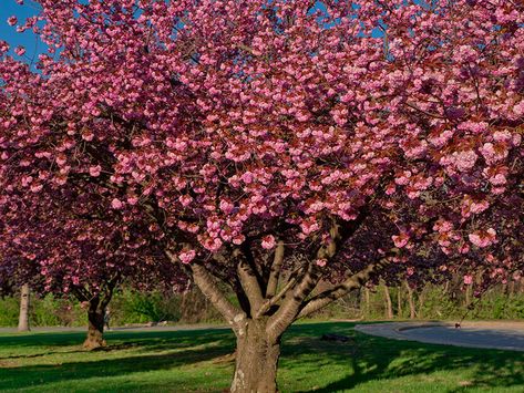 Fall Blooming Flowers, Pruning Shrubs, Winter Sets, Healthy Garden, Hardy Perennials, Winter Set, Small Space Gardening, Fall Plants, Growing Family