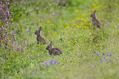 Wildlife photographer David Chapman gives tips and guidance on how to photograph wild rabbits and hares. Wild Rabbits, Changing Aesthetic, Young Rabbit, Spring Challenge, Nature Therapy, Identity Project, Wild Rabbit, Watership Down, How To Photograph