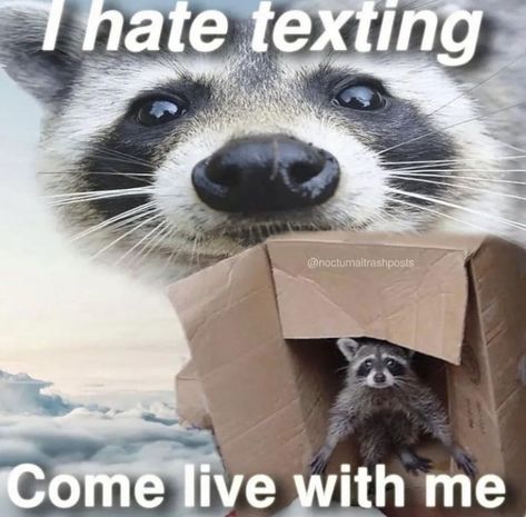 Animal Gang, Trash Pandas, Stitch Party, Pet Raccoon, Cute Raccoon, Söt Katt, Raccoon Funny, Trash Panda, Funny Animal Jokes