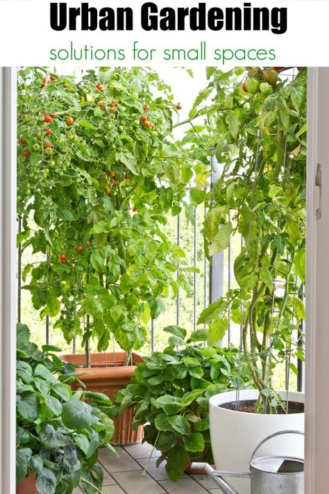 Urban Gardening Balcony, Urban Gardening Ideas, Tattoo Plant, Vegetable Garden For Beginners, Garden Harvest, Urban Gardening, Small Space Gardening, Diy Garden Projects, Easy Garden