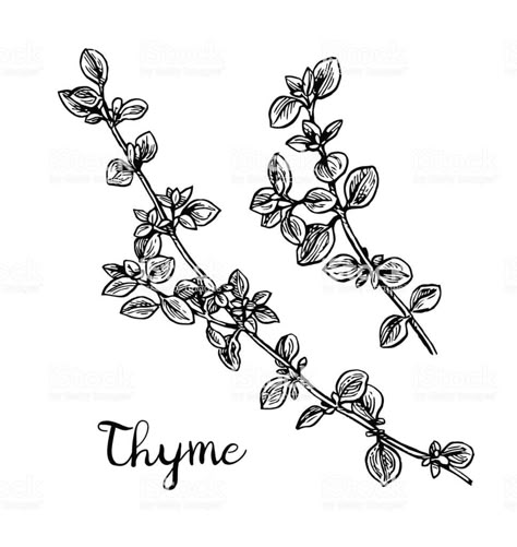 Food Illustration Black And White, Herb Tattoo, Parsley Sage Rosemary And Thyme, Plant Reference, Illustration Black And White, Rosemary And Thyme, Flower Line Drawings, Herb Gardening, Tattoo Project