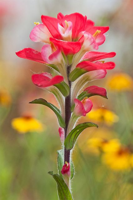 Indian Paintbrush, my most favorite wild flower I would love to grown some. Reminds me of the Bighorn Mt. Indian Paintbrush Flowers, Indian Paintbrush, Plant Tattoo, Exotic Flowers, Native Plants, Garden And Yard, Flowers Photography, Pink Flower, Green Thumb