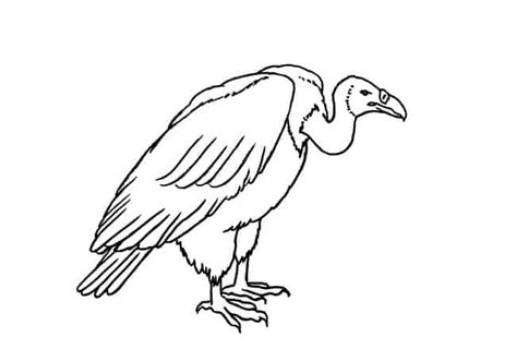 How to Draw a Vulture step by step – Easy Animals 2 Draw Easy Animal Tattoos, Vulture Drawing Sketches, Vultures Drawings, Vulture Sketch, Vulture Drawing, Bird Silhouette Art, Army Cake, Fruit Coloring, Turkey Vulture