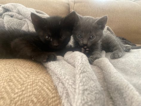 Two Black Kittens, Grey Cat And Black Cat, Grey And Black Cat, Black And Gray Cat, Black And Grey Cat, White Fluffy Kittens, Baby Black Cat, Kitten Black, All Black Cat