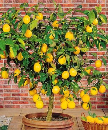 Small citrus trees grow very well in northern greenhouses. In my Rhode Island greenhouse, I grow lemons, limes, and oranges that I harvest during winter. T Citrus Tree Indoor, Indoor Lemon Tree, Growing Citrus, Tropical Greenhouses, Backyard Creations, How To Grow Lemon, Tree Plan, Backyard Greenhouse, Greenhouse Growing