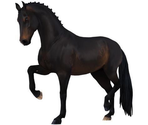 Dutch Warmblood Horse, Star Stable Horses, Dutch Warmblood, Warmblood Horses, Star Stable, Horse Stables, Horse Breeds, Stables, Image Search